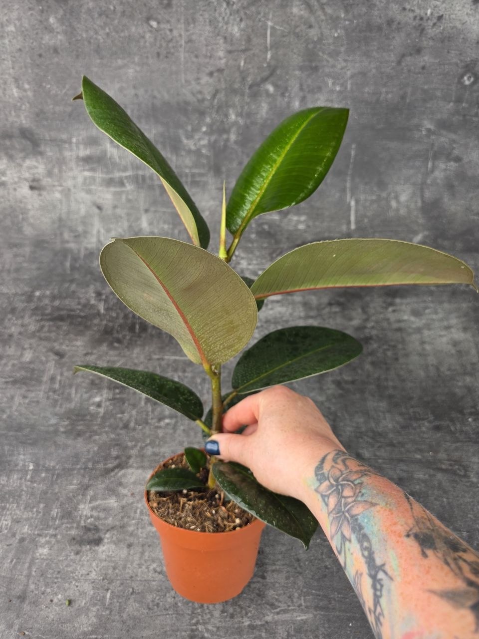 Ficus Elastica Robusta 12 cm